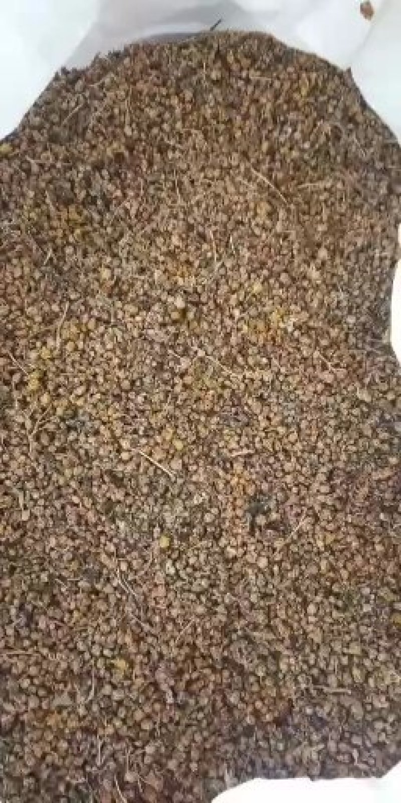 中前期小颗粒药用野菊花含量高河南信阳今年新货