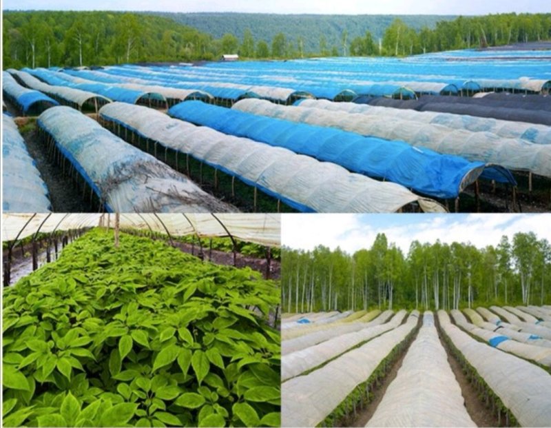 高丽参片无糖红参片红参6-8年大货