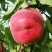 六安露天突围桃，春蜜，中桃九，早熟有名，等自己园代办各种