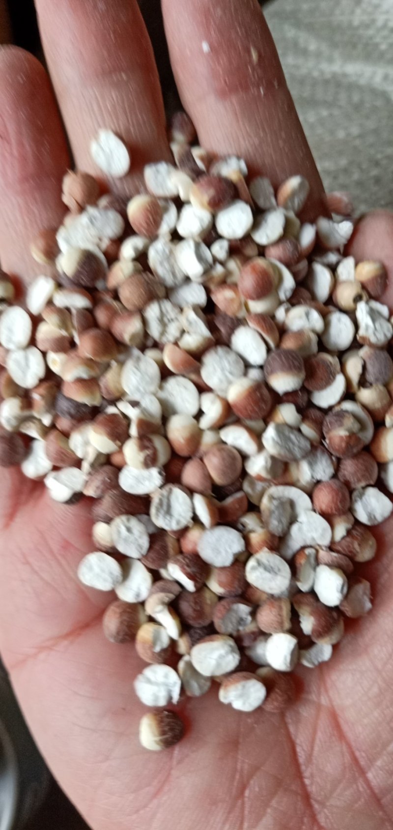 经营各种中药材