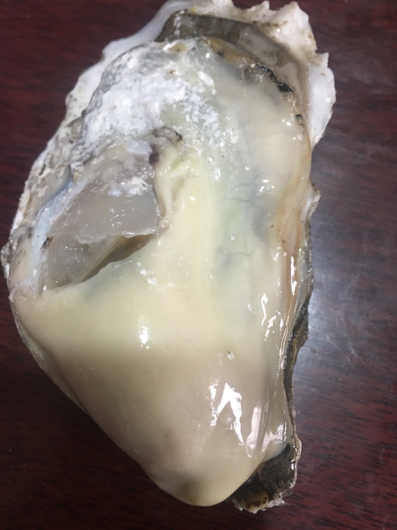 曹妃甸生蚝批发，量大的老板来吧，可以来码头看货
