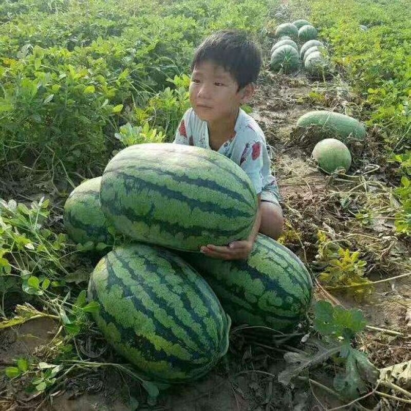 欣城五号西瓜种子杂交一代糖度13度