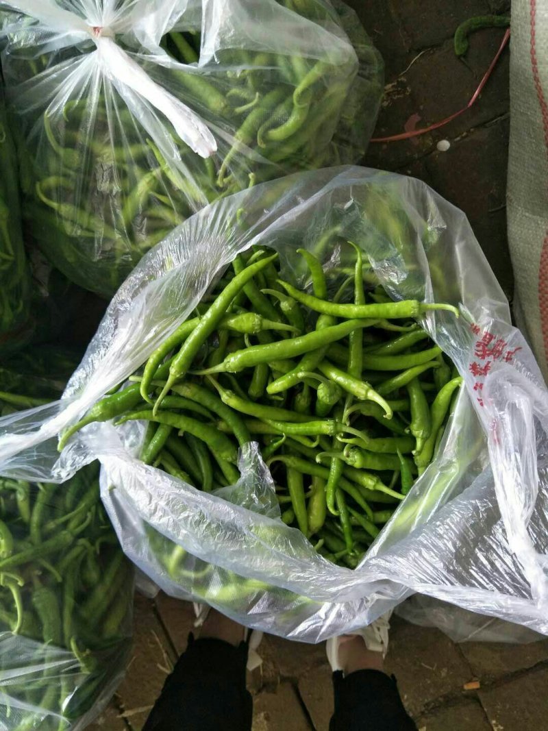 滦南杭椒5~10厘米微辣青