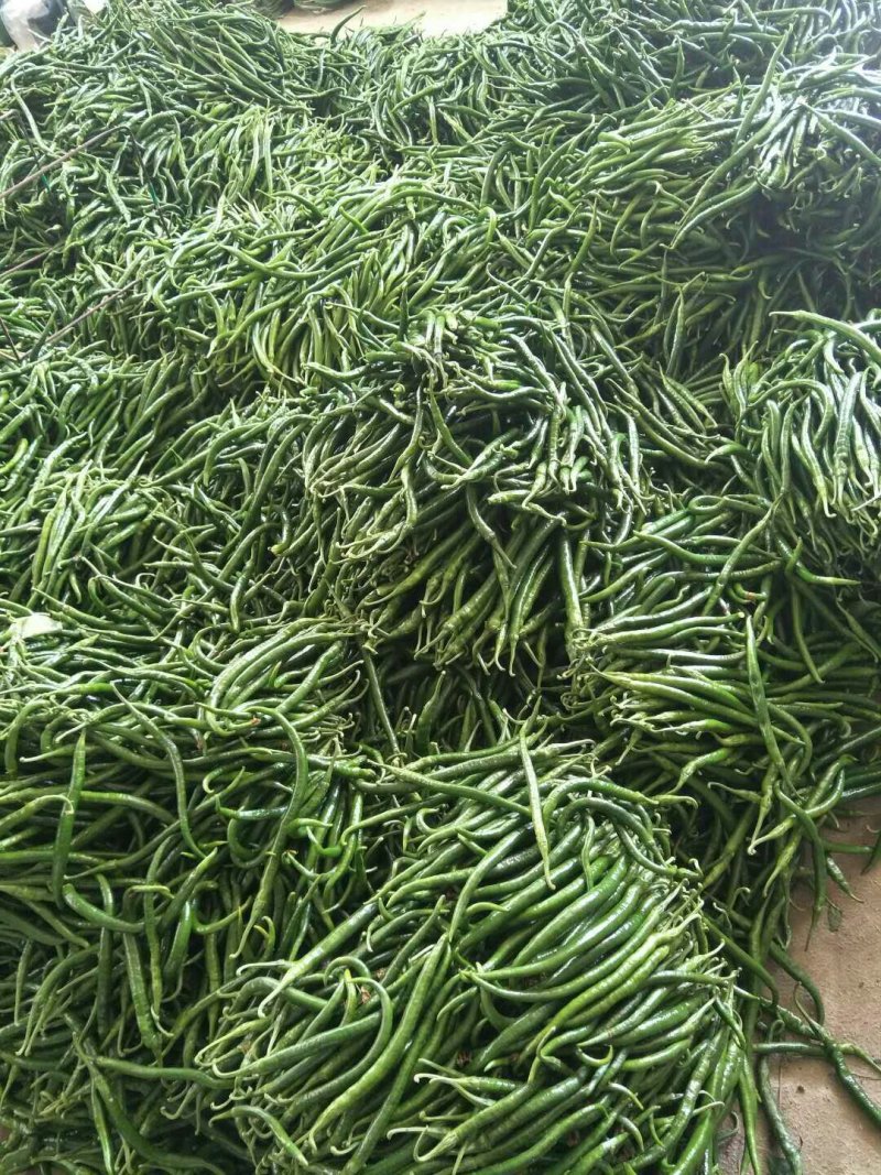 滦南线椒，装袋，滚包