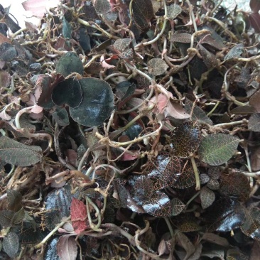 金线莲