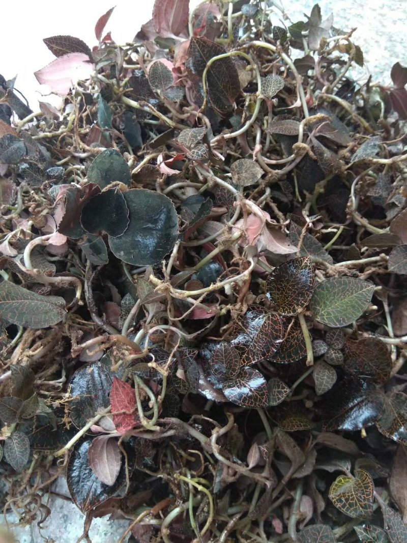 金线莲
