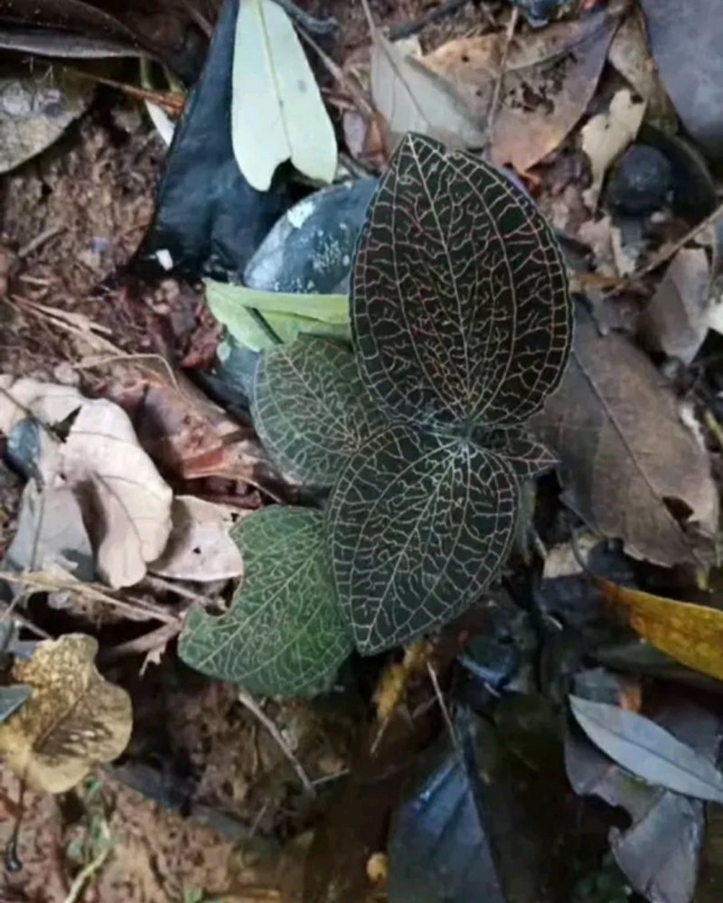 金线莲