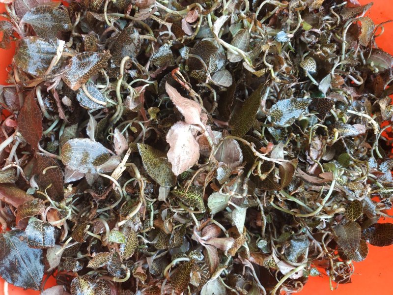 金线莲
