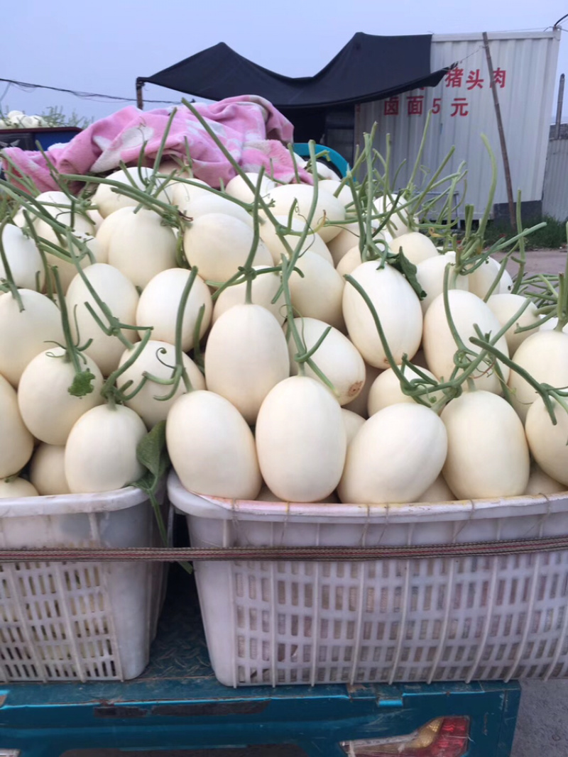 河南省安阳市滑县万亩瓜果蔬菜基地直供黄金瓜