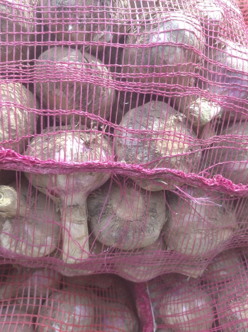 红皮大蒜，一手货源，产地直销