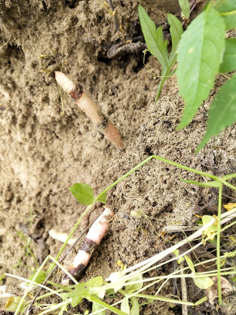 野生虎杖