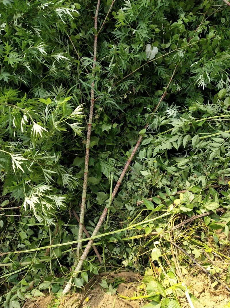 野生虎杖