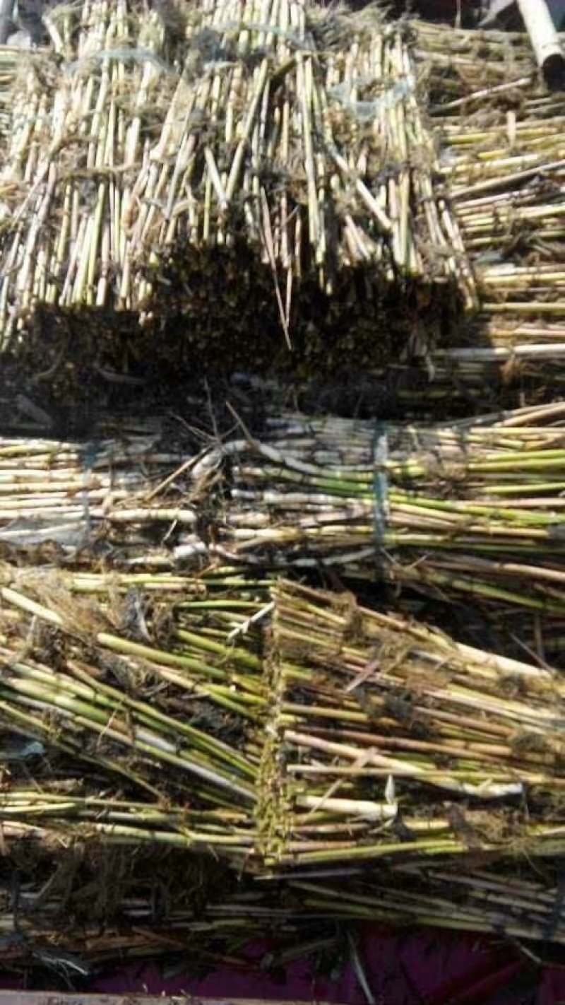 芦苇苗质量优良，成活率高，全国发货量大从优！也施工种植