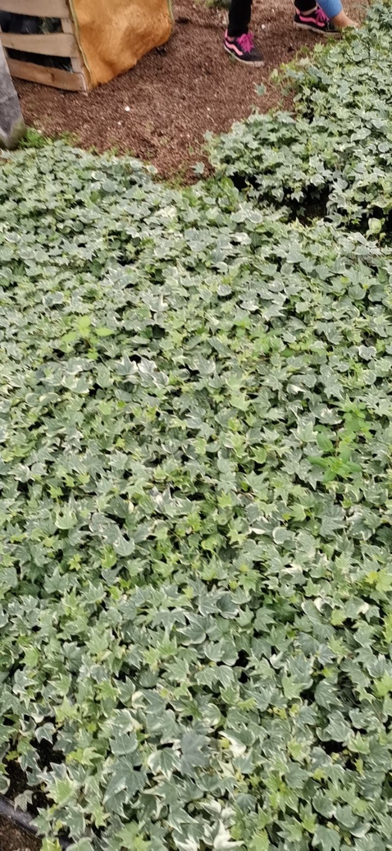常青藤