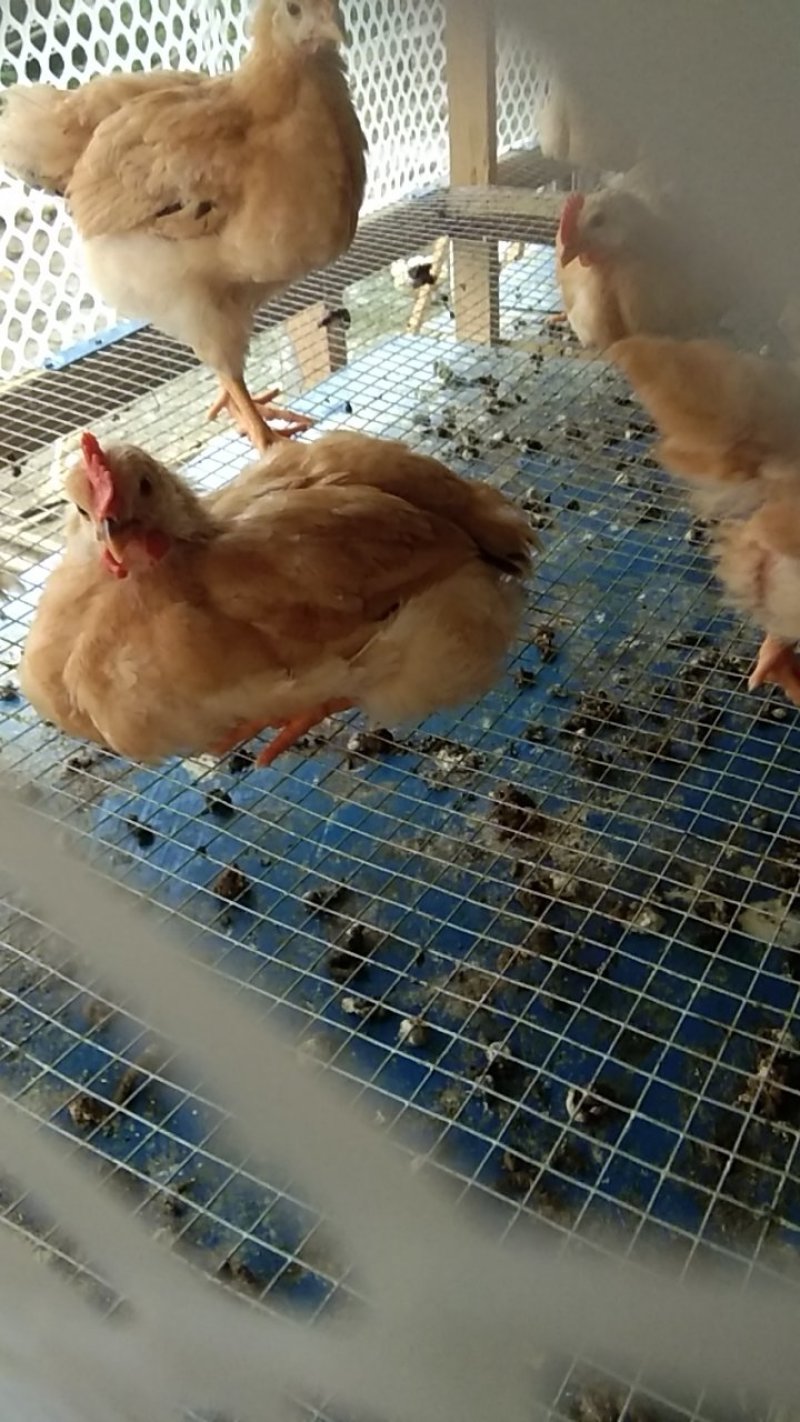三黄鸡，脱温鸡，脱温三黄公