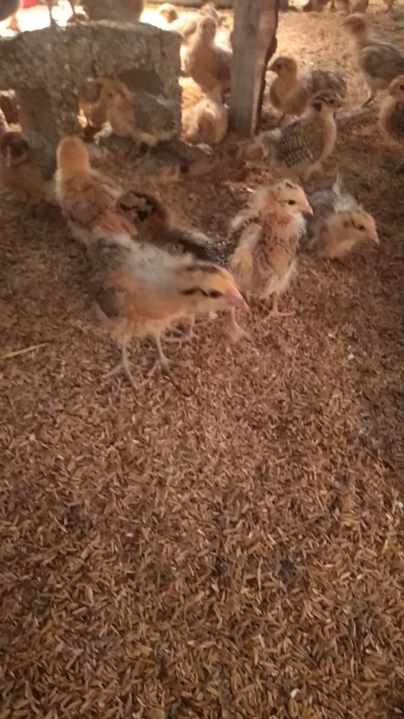 三黄鸡，脱温鸡，脱温三黄公