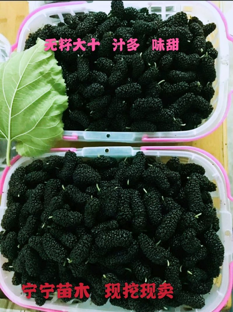 【荐】桑树苗无籽大十两年苗果桑苗台湾四季桑葚苗产地发货