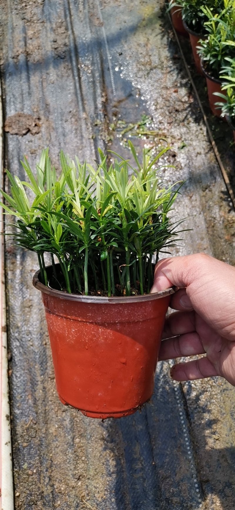 小盆栽罗汉松