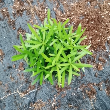 小盆栽罗汉松
