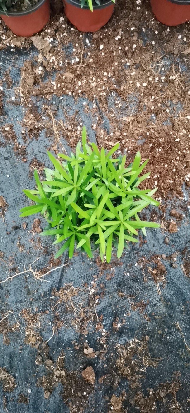 小盆栽罗汉松