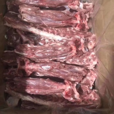多肉羊蝎子厂家直销大量有货质量保证。。