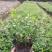 星花(满天星)草本观花植物，绿化收边的不二之选