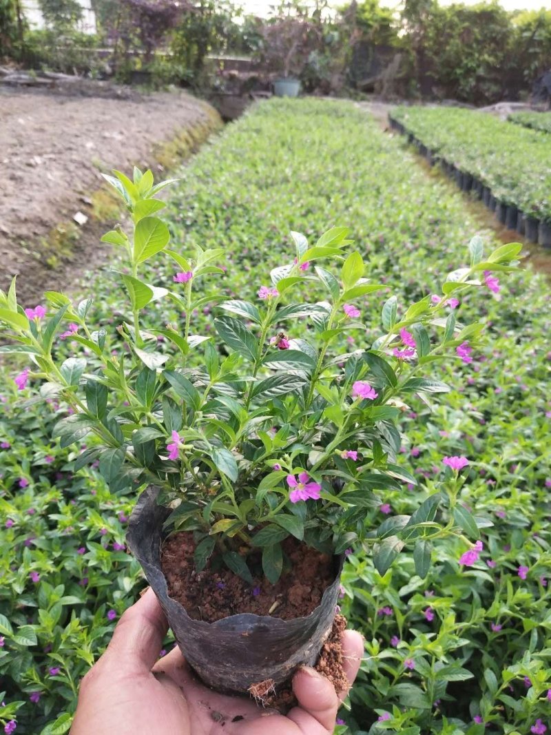 星花(满天星)草本观花植物，绿化收边的不二之选