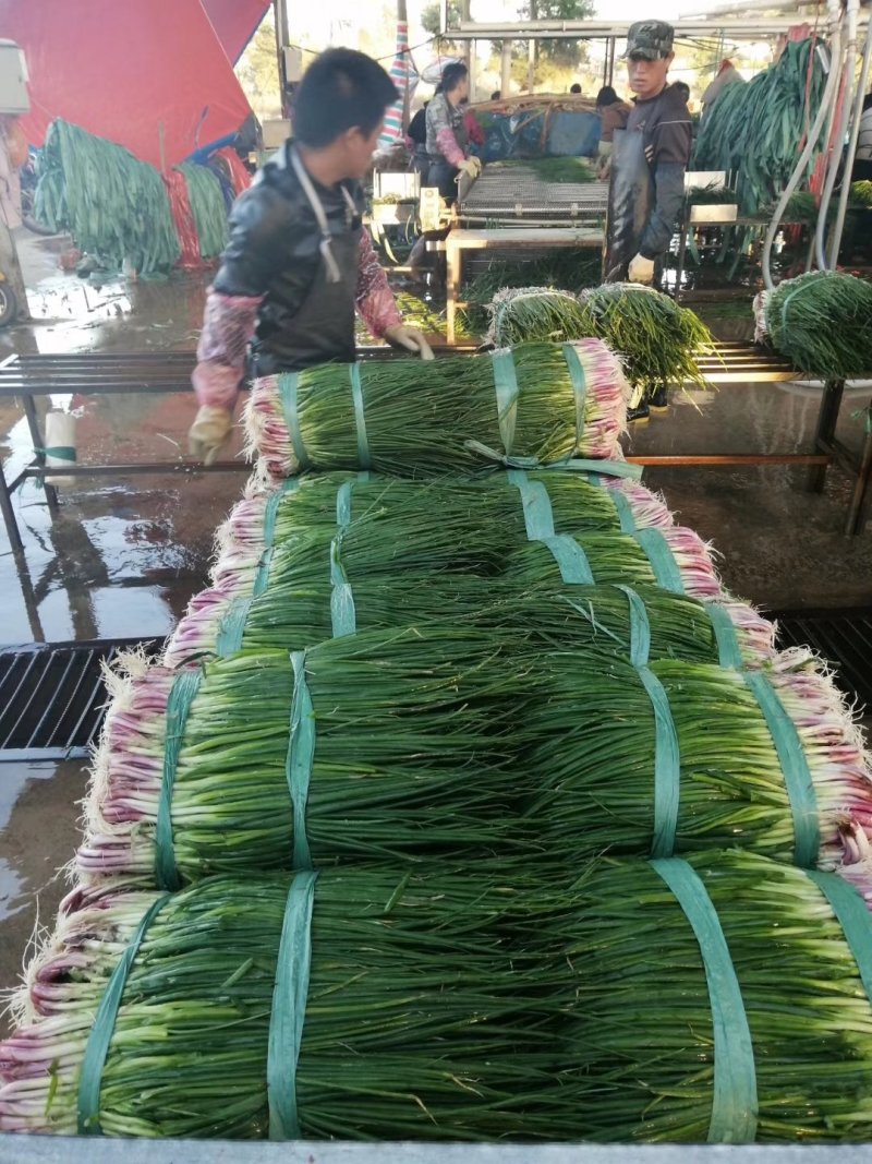 小葱产地直供精品小葱货源充足实力代办期待长期合作共赢