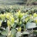 汉中绿茶【炒清茶】2020谷雨前茶