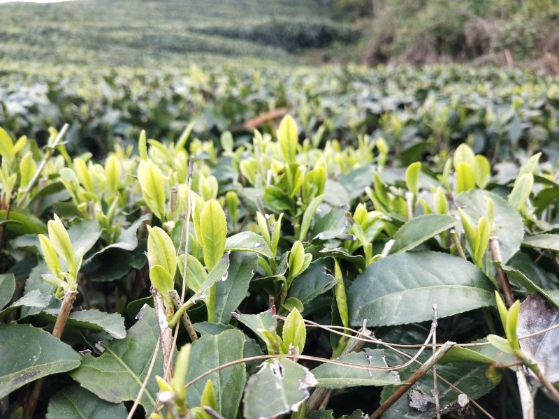汉中绿茶【炒清茶】2020谷雨前茶