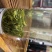 汉中绿茶【炒清茶】2020谷雨前茶