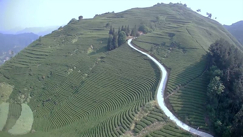 汉中绿茶【炒清茶】2020谷雨前茶