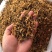 干豆角豆角段豆角结碎豆角60斤一件