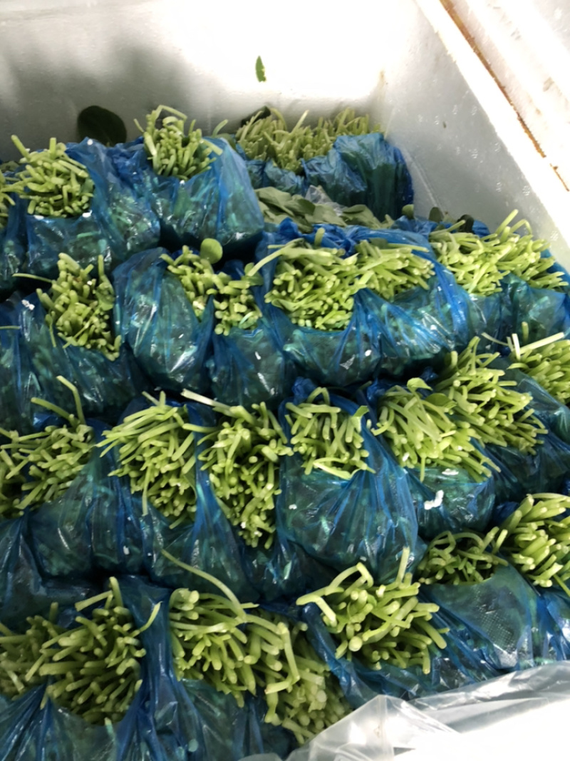 陕西西安鸡毛菜蔬菜叶菜大量上市欢迎采购