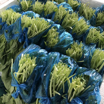 陕西西安鸡毛菜蔬菜叶菜大量上市欢迎采购
