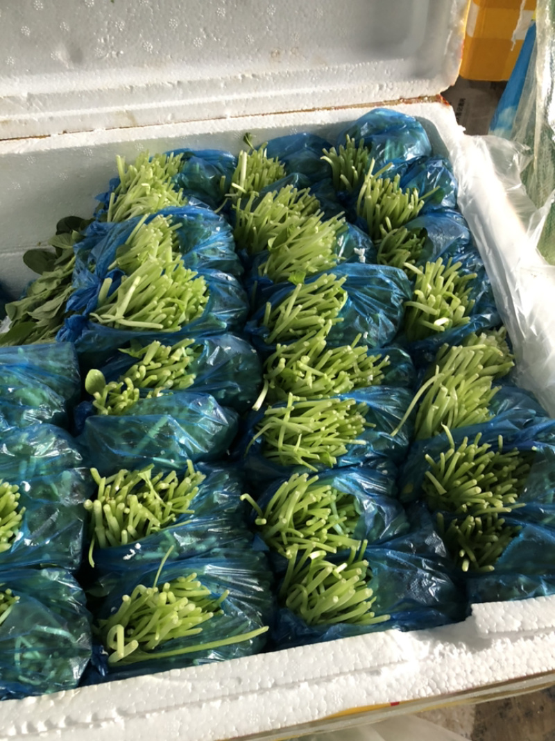 陕西西安鸡毛菜蔬菜叶菜大量上市欢迎采购