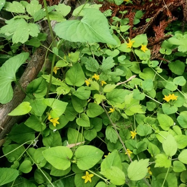 金钱草，野生金钱草。