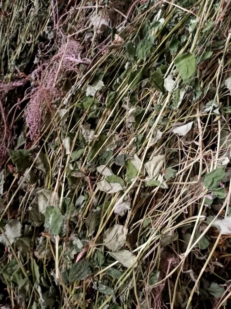金钱草，野生金钱草。