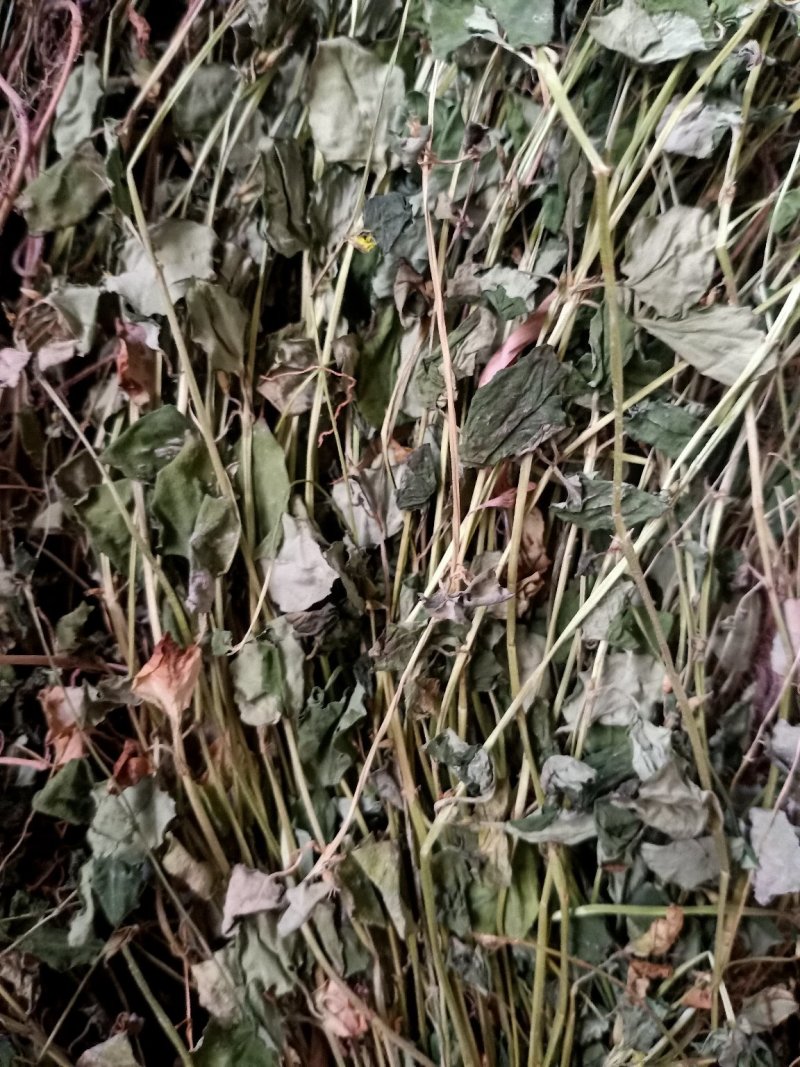金钱草，野生金钱草。