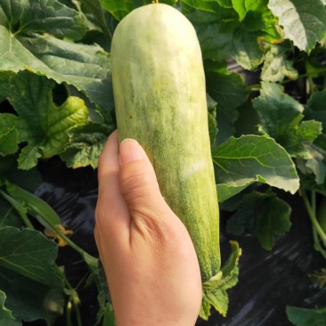 羊角蜜