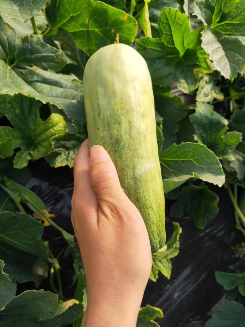 羊角蜜