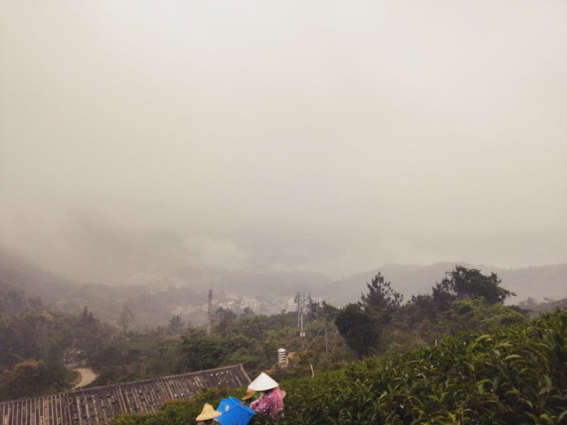 凤凰单枞茶毛茶农户直销