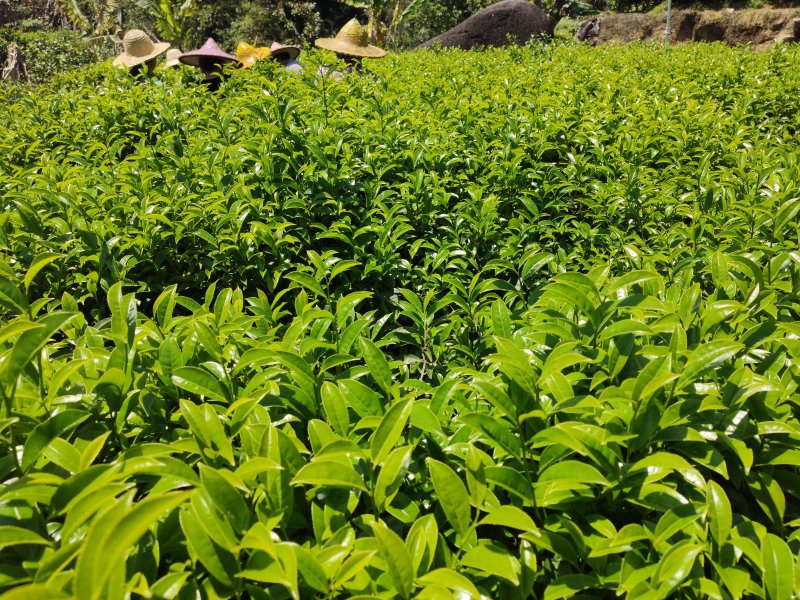 凤凰单枞茶毛茶农户直销