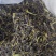 凤凰单丛茶（春茶）毛茶