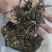 凤凰单丛茶（春茶）毛茶