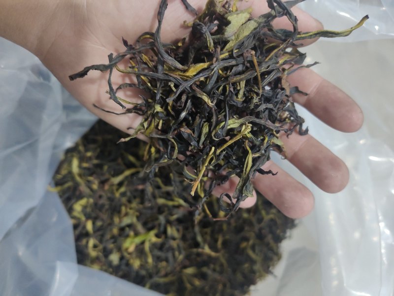 凤凰单丛茶（春茶）毛茶