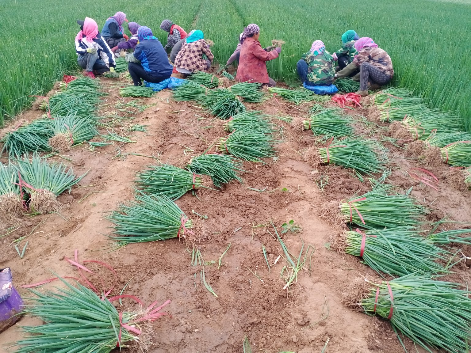成片小葱已长至20厘米以上,准备采收,工人正在用手工方式进行收割 成熟可采收的小葱