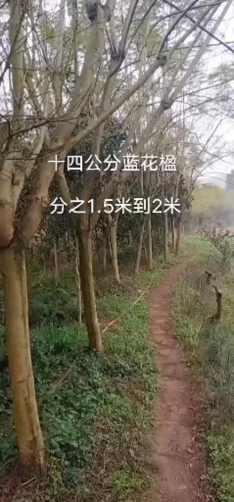 蓝花楹，四川宜宾蓝花楹出售基地可视频看货