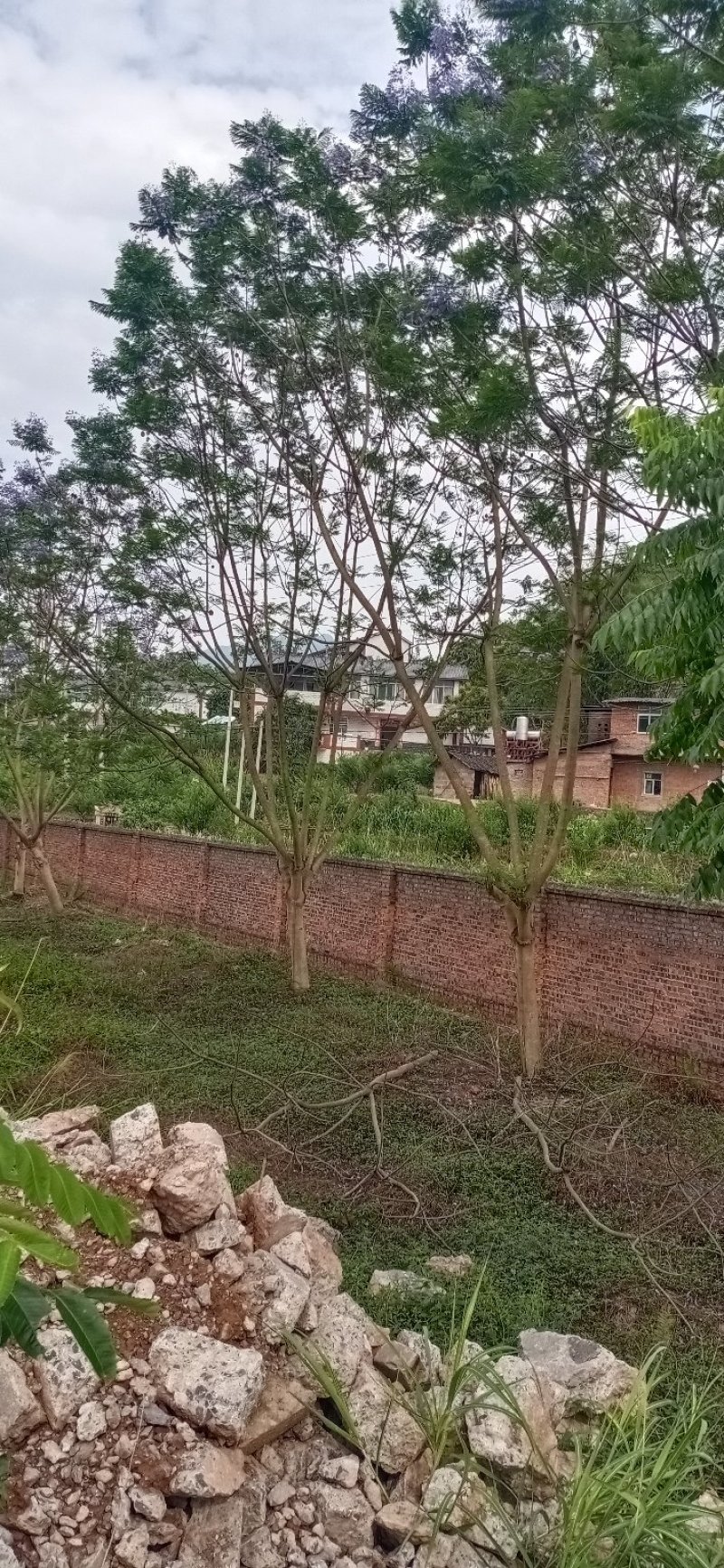 蓝花楹，四川宜宾蓝花楹出售基地可视频看货