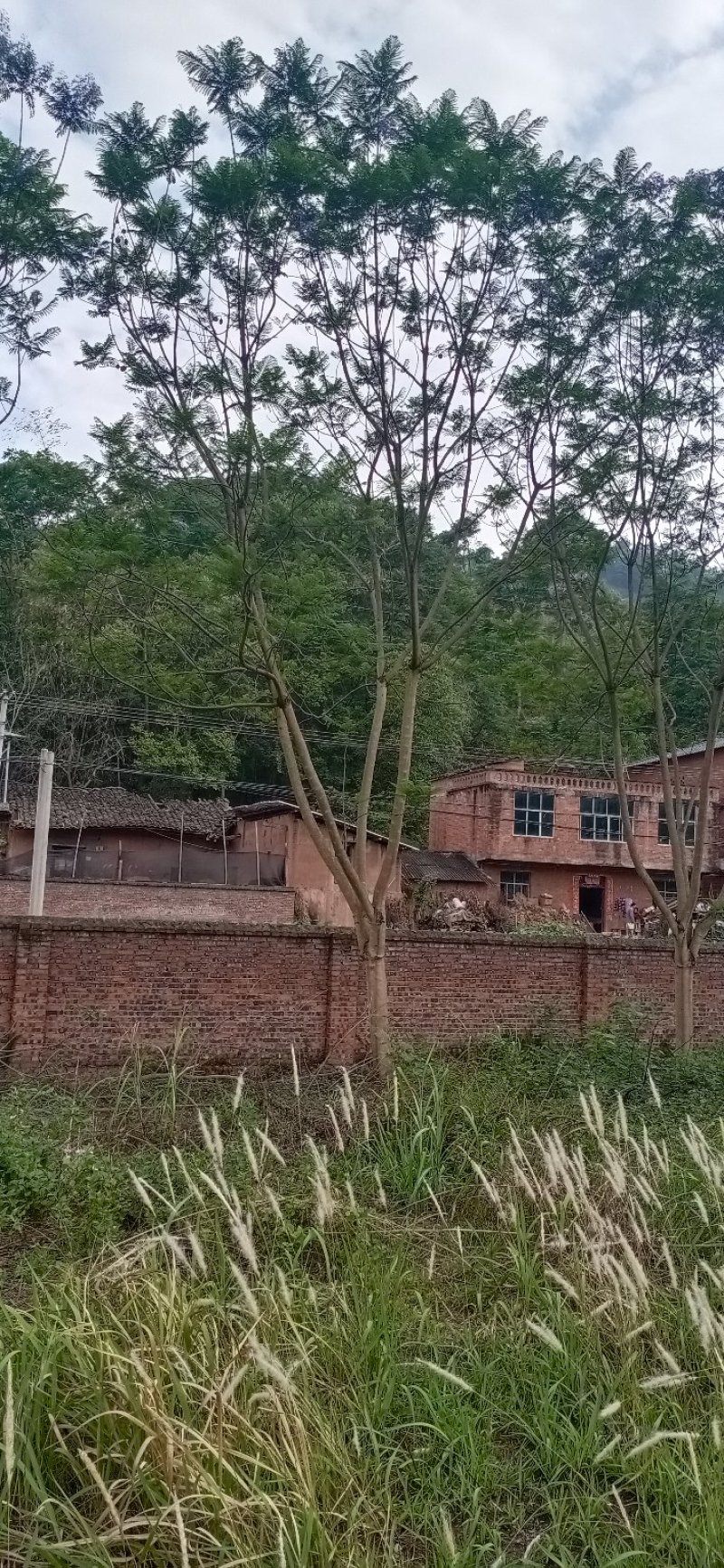 蓝花楹，四川宜宾蓝花楹出售基地可视频看货